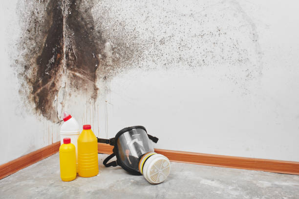 Best Localized Mold Remediation (e.g., coastal areas, humid climates) in Goodwater, AL