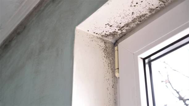 Professional Mold Remediation in Goodwater, AL