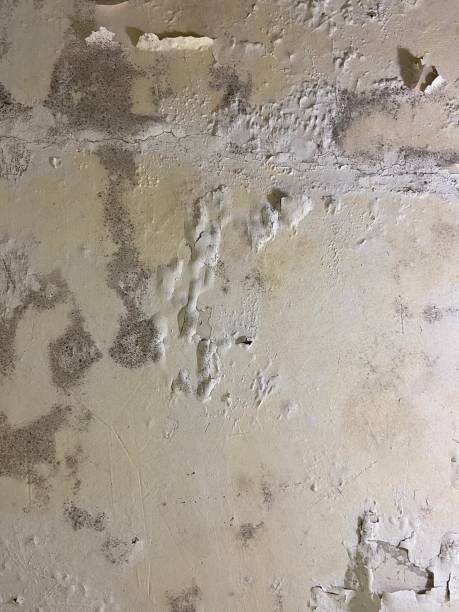 Best Health and Safety Mold Remediation in Goodwater, AL