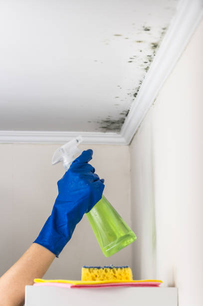 Best Post-Flood Mold Remediation in Goodwater, AL