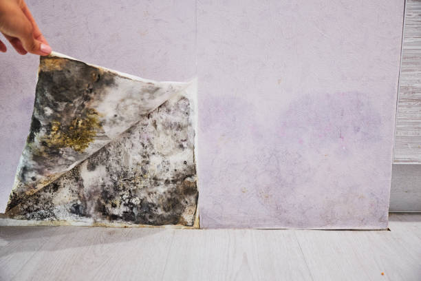 Best Residential Mold Remediation in Goodwater, AL